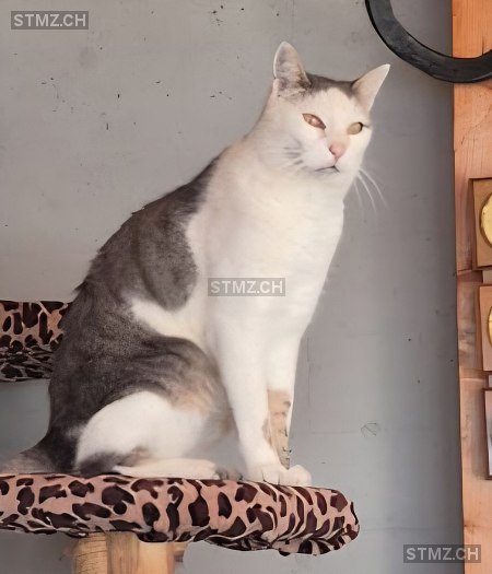 Rocky — Hauskatze ♂, Vermisst seit 19.12.2025, Breil/Brigels (GR)