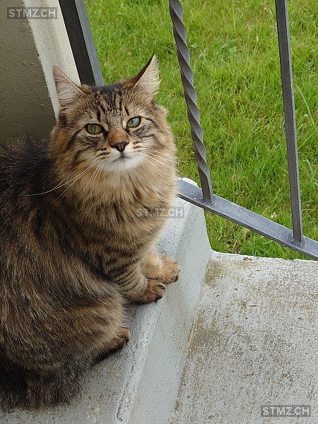 Sumsum — Norwegische Waldkatze ♀, Vermisst seit 25.08.2025, Kappelen (BE)