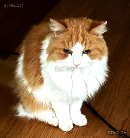 Fönsi — Hauskatze ♂, Vermisst seit 18.12.2025, Elsau (ZH)