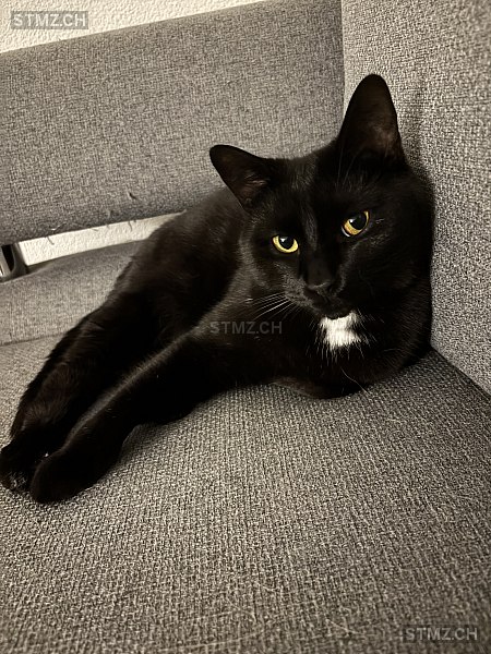 Milou — Hauskatze ♂, Vermisst seit 16.12.2025, Reichenbach im Kandertal (BE)