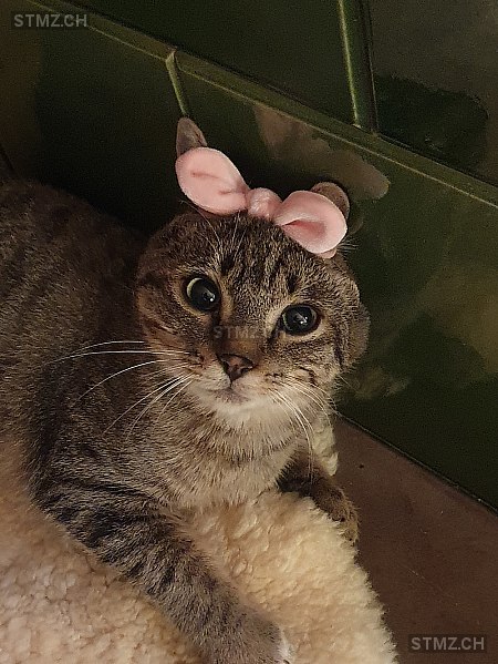 Narri — Hauskatze ♂, Vermisst seit 02.12.2025, Gansingen (AG)