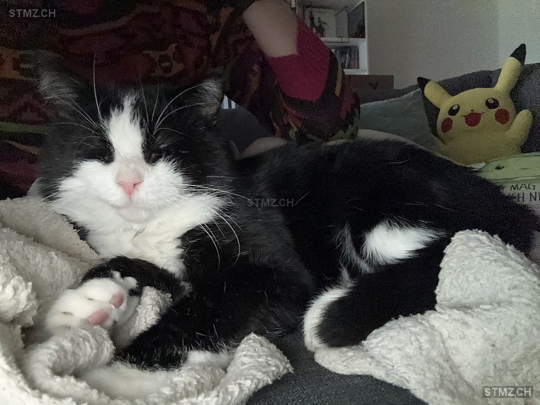 Mello — Hauskatze ♂, Vermisst seit 17.12.2025, Buchs SG (SG)