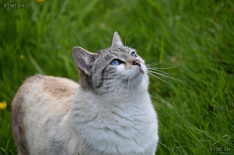 Fibonacci — Hauskatze ♂, Vermisst seit 06.11.2025, Saland (ZH)