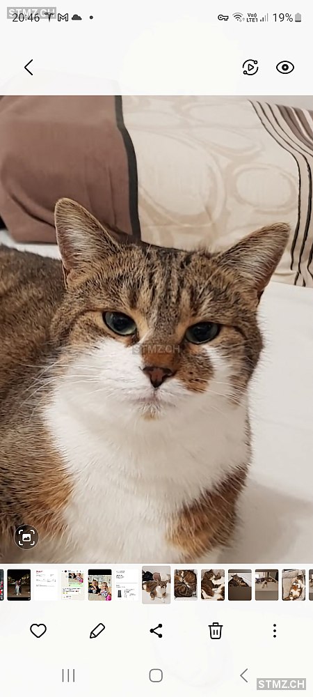 Nala — Hauskatze ♀, Vermisst seit 20.06.2025, Marsens (FR)