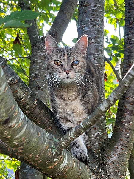 Emmi — Hauskatze ♀, Vermisst seit 18.12.2025, Biberist (SO)