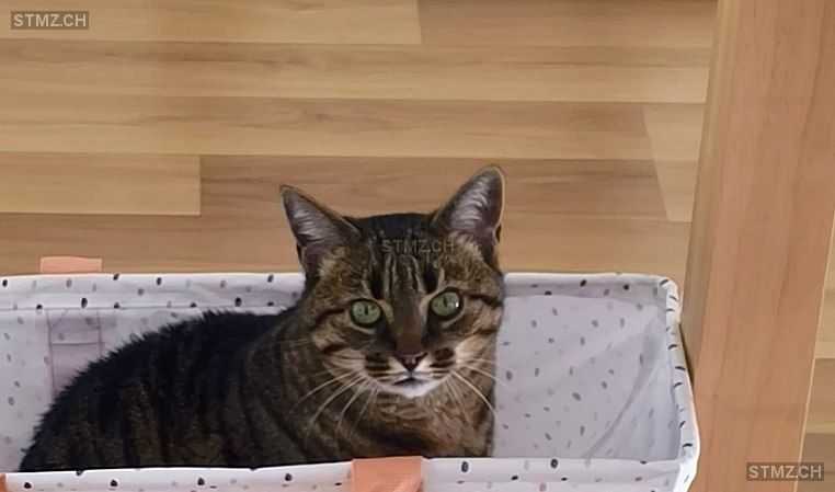 Lennox — Hauskatze ♂, Vermisst seit 20.12.2025, Zwingen (BL)