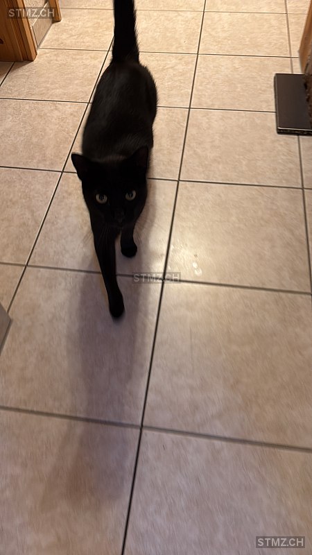 Blacky — Hauskatze ♂, Vermisst seit 19.12.2025, Flums (SG)