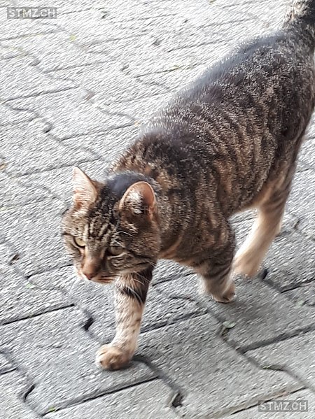 Tigi — Hauskatze ♀, Vermisst seit 10.10.2025, Islikon (TG)