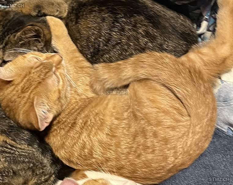 Susen — Hauskatze ♀, Vermisst seit 19.12.2025, Eriz (BE)