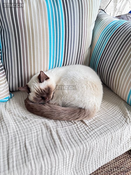 Skippy — Siamkatze ♀, Vermisst seit 21.12.2025, Arbon (TG)