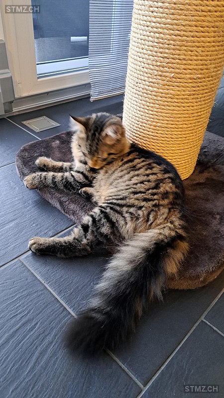 Django — Hauskatze ♂, Vermisst seit 22.12.2025, Untervaz (GR)