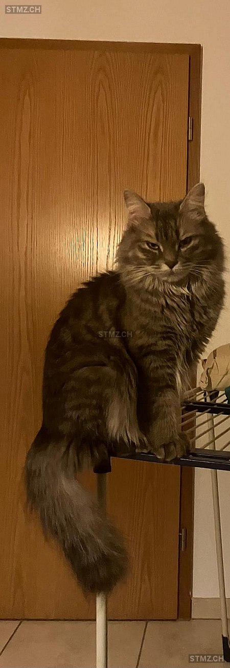 Leila — Maine Coon ♀, Vermisst seit 19.12.2025, Schmidrüti (ZH)