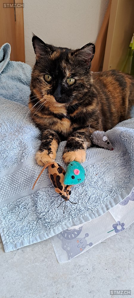 Fortuna — Hauskatze ♀, Vermisst seit 23.12.2025, Kaisten (AG)