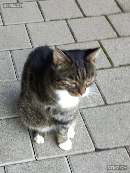 Gin — Hauskatze ♂, Vermisst seit 23.12.2025, Schafhausen im Emmental (BE)