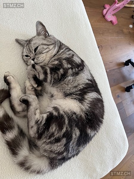 Gino — British Kurzhaar ♂, Vermisst seit 19.12.2025, Bellikon (AG)