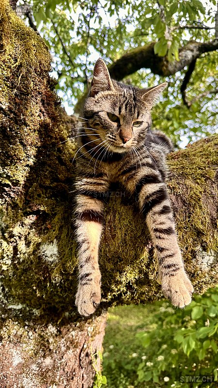 Nusa — Hauskatze ♀, Vermisst seit 10.10.2025, Auvernier (NE)