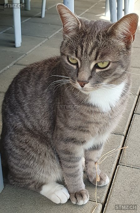 Nala — Hauskatze ♀, Vermisst seit 22.12.2025, Jegenstorf (BE)