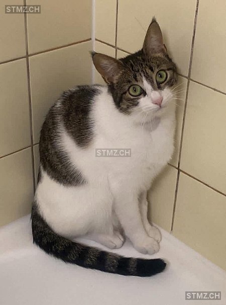 Coquillette — Hauskatze ♀, Vermisst seit 23.12.2025, Collonge-Bellerive (GE)