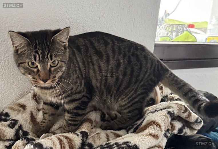 Django — Hauskatze ♂, Vermisst seit 22.12.2025, Wiesendangen (ZH)