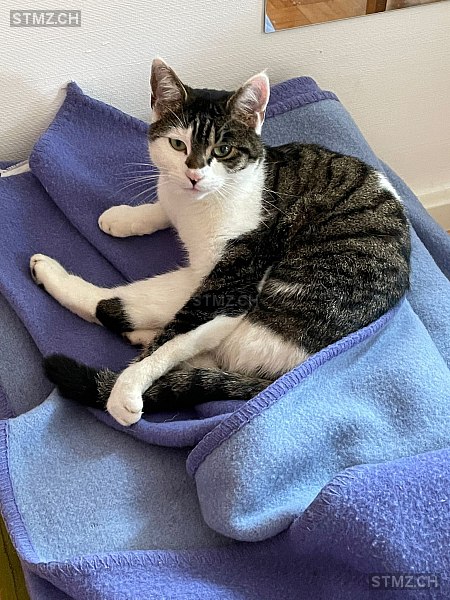 Kogui — Hauskatze ♂, Vermisst seit 22.12.2025, Payerne (VD)