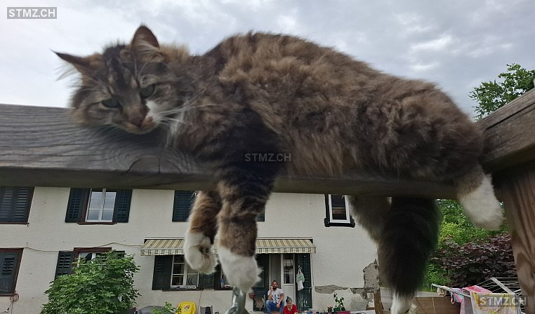 Mogli — Maine Coon ♂, Vermisst seit 22.12.2025, Oberaach (TG)
