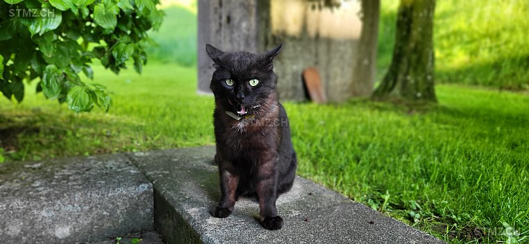 Tarõ — British Kurzhaar ♂, Vermisst seit 19.05.2025, St. Gallen (SG)