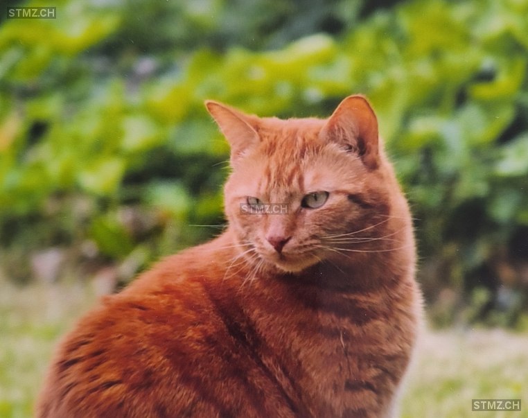 Böbi — Hauskatze ♂, Vermisst seit 27.12.2025, Othmarsingen (AG)