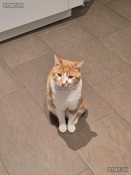 Chili — Hauskatze ♂, Vermisst seit 26.12.2025, Rupperswil (AG)