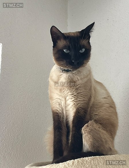 Cryo — Siamkatze ♂, Vermisst seit 04.10.2025, Châtonnaye (FR)