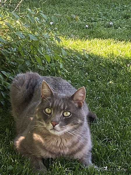 Silver — Hauskatze ♂, Vermisst seit 02.11.2025, Schinznach Dorf (AG)