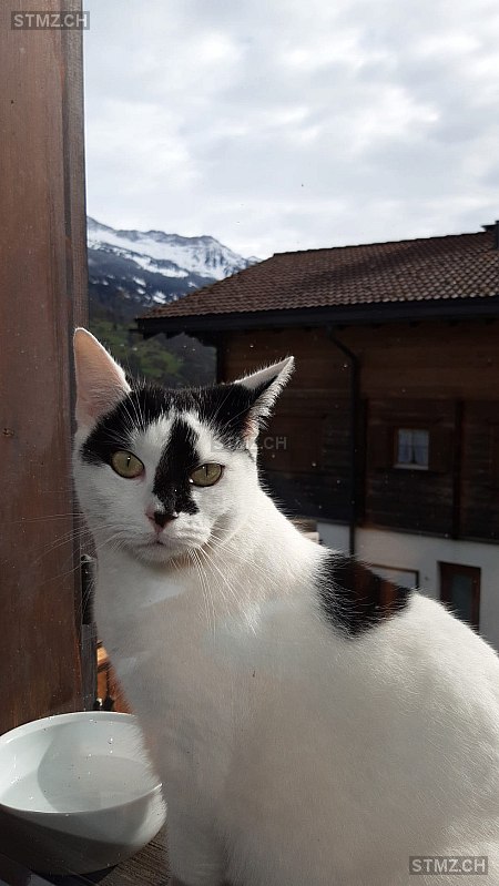 Frieda — Hauskatze ♀, Vermisst seit 22.12.2025, Fideris (GR)