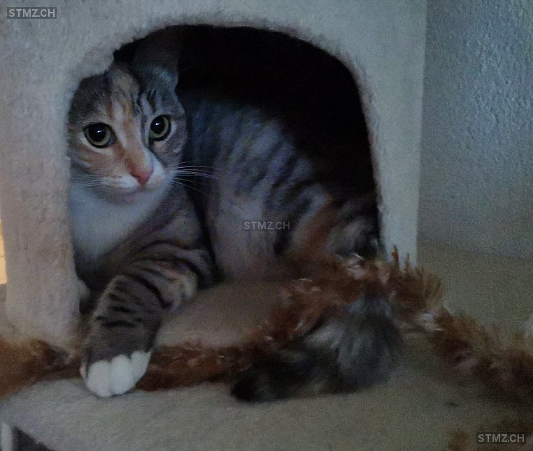 Lucy — Hauskatze ♀, Vermisst seit 18.04.2025, Sennwald (SG)