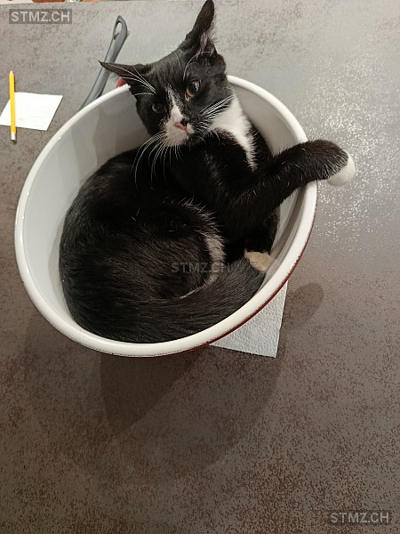 Stitch — Hauskatze ♂, Vermisst seit 26.12.2025, Wangen an der Aare (BE)