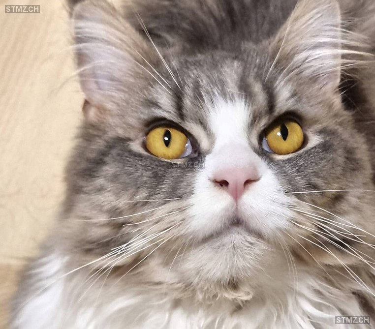 Kafusch — Maine Coon ♀, Vermisst seit 28.12.2025, Uster (ZH)