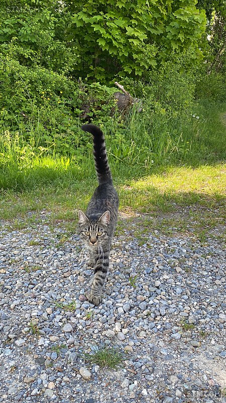 Akira — Hauskatze ♀, Vermisst seit 14.12.2025, Ottikon bei Kemptthal (ZH)