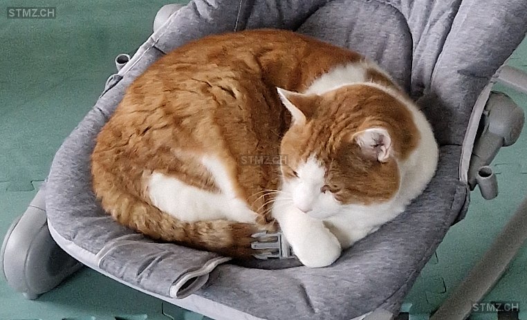 Diesel — Hauskatze ♂, Vermisst seit 22.12.2025, Givisiez (FR)