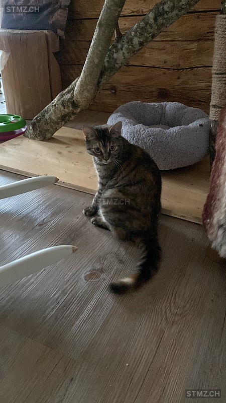 Indira — Hauskatze ♀, Vermisst seit 22.12.2025, Bad Ragaz (SG)