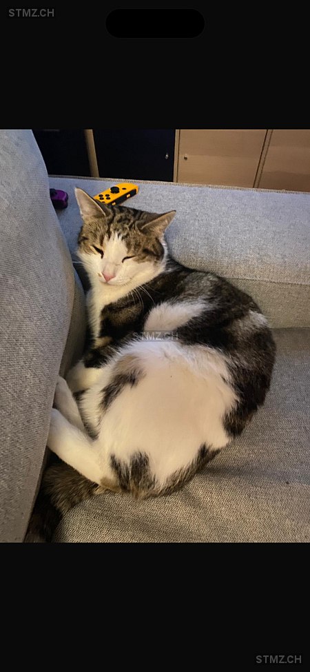 Smokie — Hauskatze ♂, Vermisst seit 22.12.2025, Frick (AG)