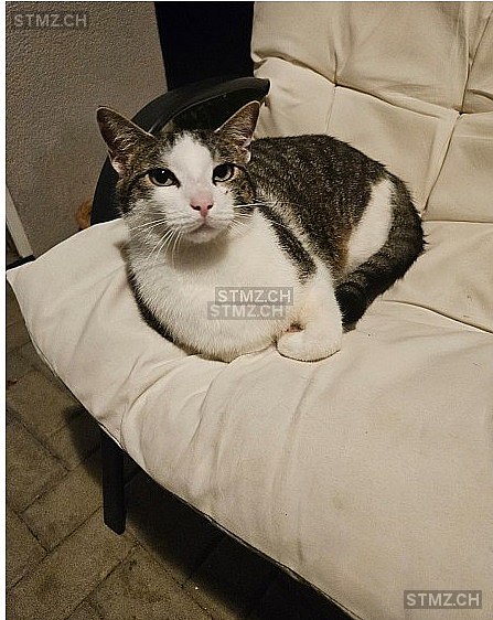 Michael (meikel) — Hauskatze ♂, Vermisst seit 27.12.2025, Wettingen (AG)