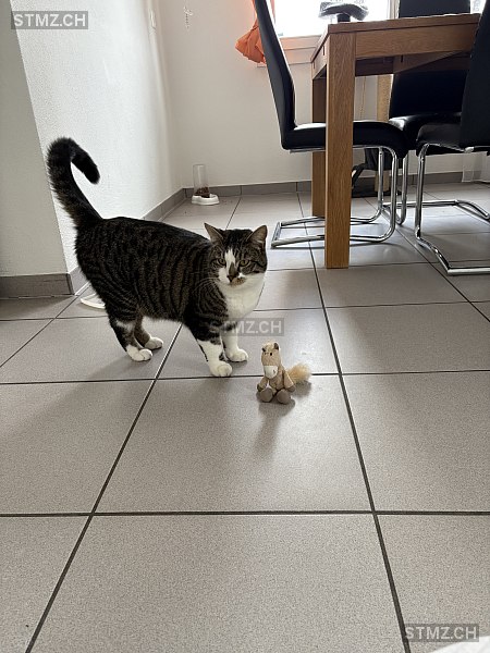 Simba — Hauskatze ♀, Vermisst seit 30.12.2025, Einsiedeln (SZ)
