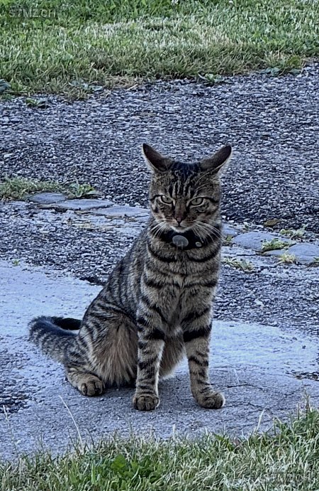 Milo — Hauskatze ♂, Vermisst seit 06.12.2025, Le Crêt-du-Locle (NE)