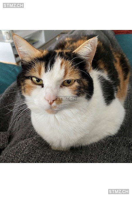 Cahuète — Hauskatze ♀, Vermisst seit 23.11.2025, Courroux (JU)