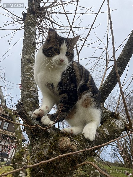 Nennio — Hauskatze ♂, Vermisst seit 24.12.2025,  ()