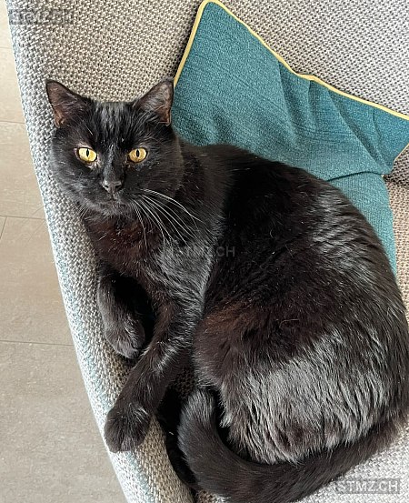 Kikou — Hauskatze ♂, Vermisst seit 29.12.2025, Vuisternens-en-Ogoz (FR)