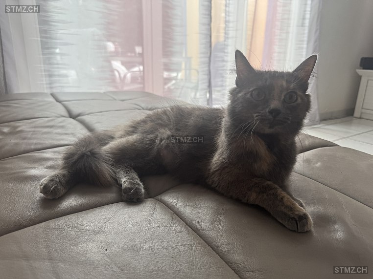 Nala — Hauskatze ♀, Vermisst seit 24.12.2025, Zeiningen (AG)