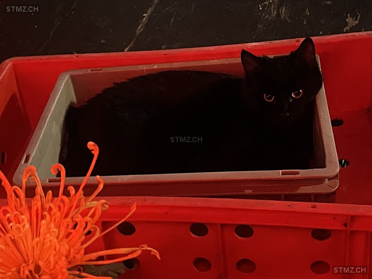 Romero — Norwegische Waldkatze ♂, Vermisst seit 14.12.2025, Bern (BE)