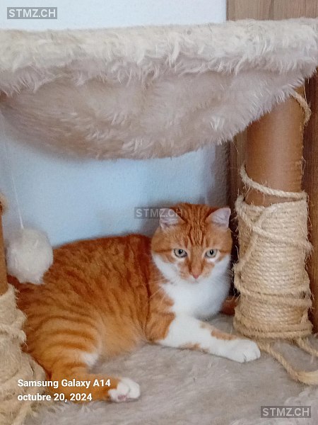 Walter — Hauskatze ♂, Vermisst seit 29.12.2025, Epalinges (VD)