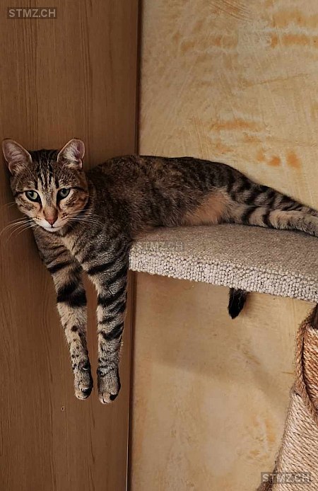 Loki — Hauskatze ♂, Vermisst seit 30.12.2025, Réchy (VS)