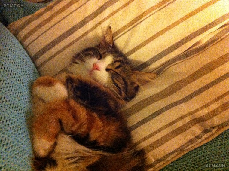 Chicorée — Hauskatze ♀, Vermisst seit 17.08.2025,  ()