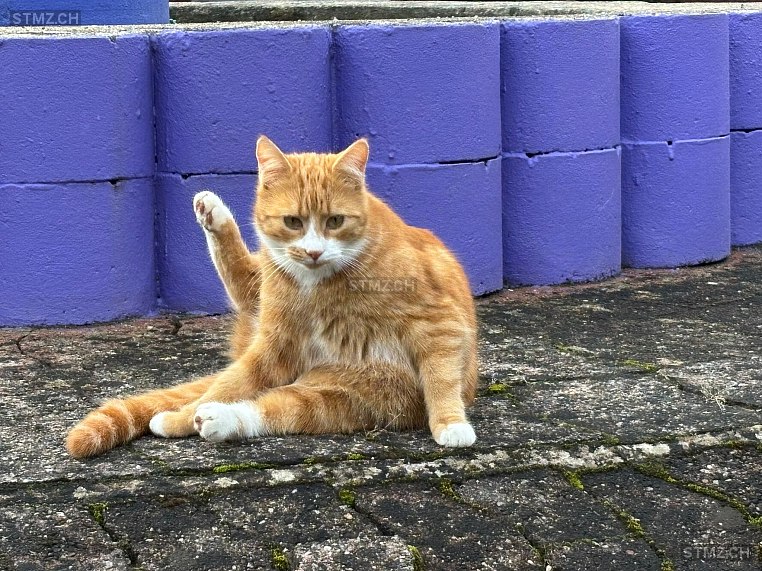 Max — Katze ♂, Vermisst seit 31.12.2025, Rümlang (ZH)